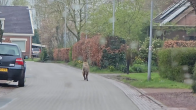 ZIEN: Wolf maakt ommetje door straten van Eelde