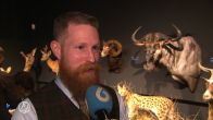 Van vossen en honden tot een arend: het NK dieren opzetten is bezig