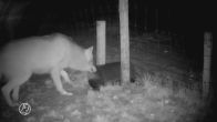 Wolf wurmt zich door dassenpijp op de Veluwe
