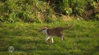 Dierenclubs eisen stoppen doodschieten zwerfkatten in Friesland