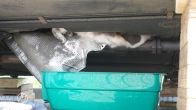 Kat na uren bevrijd onder auto in Oosterhout