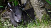 ZIEN: Kuifhertje geboren in Diergaarde Blijdorp