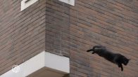 Kat in het nauw springt van grote hoogte in Oss: 'Mooiste manoeuvre in lange tijd'