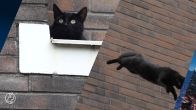Kat in het nauw springt van grote hoogte in Oss: 'Mooiste manoeuvre in lange tijd'