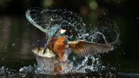 Kleurrijke Nederlandse vogels