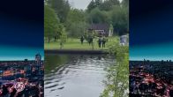 Man aangehouden na doodschieten jonge zwanen: 'Hoe kan je zoiets doen?'