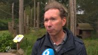 Ontsnapte aap Ouwehands Dierenpark gevangen: 'Maakt het goed'