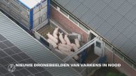 Nieuwe beelden opgedoken van varkens die worden getaserd