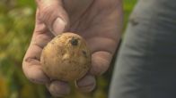 Het aardappeloogstseizoen is begonnen: 