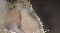 Rode panda's geboren in Diergaarde Blijdorp