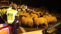 Schapen lopen midden op de A50, eigenaar spoorloos verdwenen