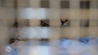 Dierenambulance in protest vanwege mogelijk afmaken gevonden serval