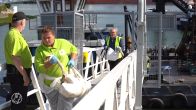 Zwanen besmeurd met olie laten zich niet makkelijk vangen