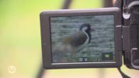 Vogelaars kunnen geluk niet op: zeldzame Indische kievit in Nederland te zien