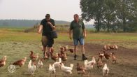 Van pluimveehouder naar kippenboer: Peter heeft een speciale kipcaravan