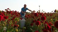 Het is even spannend dit jaar bij bloemencorso, want dahlia's hebben het moeilijk