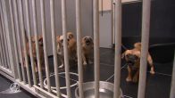 Het gaat inmiddels iets beter met de 120 verwaarloosde chihuahua's