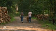 Mogelijke wolvenaanval op de Veluwe: hond gebeten in losloopgebied