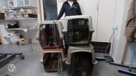 Alweer raak: acht konijnen gedumpt in Den Haag