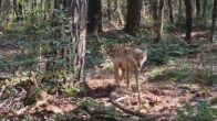 Hondje Bruno slachtoffer van vermoedelijke wolvenaanval