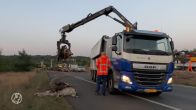 A50 bij Arnhem bezaaid met dode dieren na ongeval met vrachtwagen