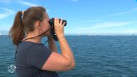 Mee walvissen tellen in de Noordzee: 'Bruinvissen zijn moeilijk te spotten'