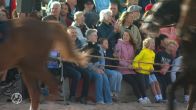 Generale repetitie voor de Prinsjesdagpaarden op het Scheveningse strand