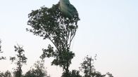 Parachutisten bij Airbornesprong belanden in boom, raken gewond