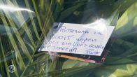 Bloemen op plek dodelijke steekpartij Rotterdam