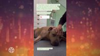 Hond van Monique Westenberg blijft kwakkelen