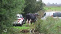 Vrouw levensgevaarlijk gewond na aanval door losgeslagen stier