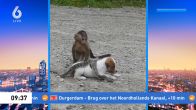 Opzettelijk dierenleed voor de likes: dieren in gevaar voor 'neppe reddingsvideo's'