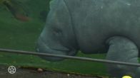Belinda Meuldijk over haar speciale band met Burgers Zoo