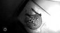 Zwarte babyjaguar geboren in ARTIS