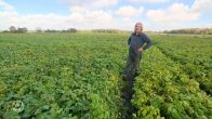 Boer Kees blijft met 100 ton sperziebonen zitten: 'Ze hebben liever goedkope groente uit Afrika'