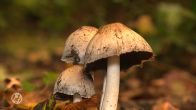 Pas op met plukken van paddenstoelen