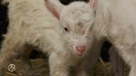 Drukke beestenboel: Geboortegolf in DierenPark Amersfoort