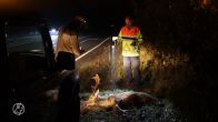 Hert overleden bij aanrijding in De Zilk