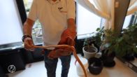 Rode rattenslang sluipt huis Rijswijk binnen en verstopt zich