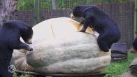 Maleise beren genieten van gigantische witte pompoen in Arnhem