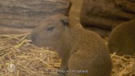 Babyboom in GaiaZOO: capibara’s, boshonden en witgezicht saki geboren