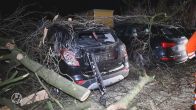 Meerdere auto's verwoest door omvallende boom in Apeldoorn