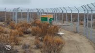 ZIEN: Nederlandse tijgers in hun nieuwe verblijf in Kazachstan
