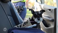 Fietser met hond in mandje aangereden in Den Hoorn