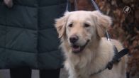 Geleidehond van Ilse schrikt van vuurwerk: 