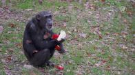 ZIEN: Voor deze chimpansees is het kerstfeest al begonnen!