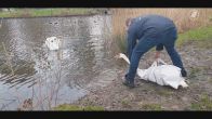 Romantische beelden: zwanenkoppel herenigd voor de feestdagen