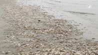 Zeesterren massaal aangespoeld op stranden
