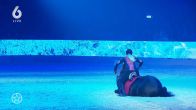Bijzondere gast bij paardenshow Samantha Steenwijk