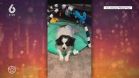 Hond van de Frogers is overleden